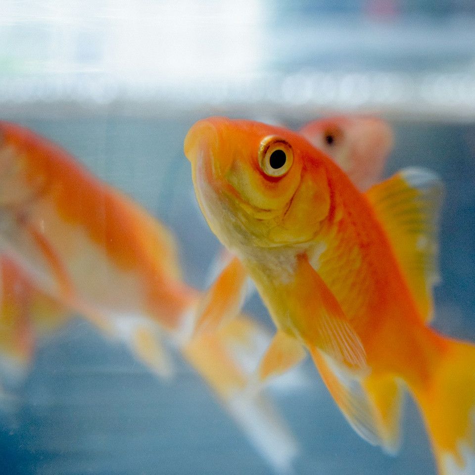 Il Teorema del Pesciolino